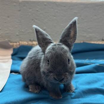 PEKKLE -  English Lop Rabbit Available for Adoption in Barnstable, Massachusetts - PEKKLE | PetCurious