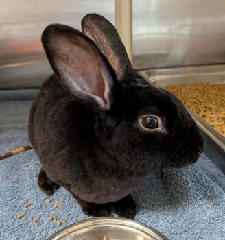 Jane -  Mini Rex Rabbit for Adoption in Des Moines, Iowa - Jane | PetCurious