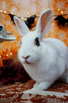 Hazelnut -  Bunny Rabbit Rabbit for Adoption in Long Beach, California - Hazelnut | PetCurious