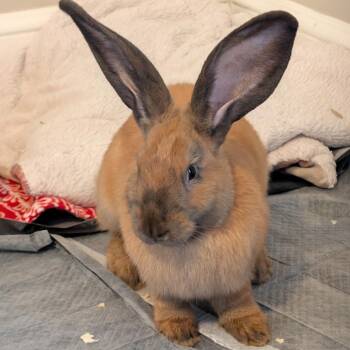 Rory -  Flemish Giant Rabbit for Adoption in Andover, Connecticut - Rory | PetCurious