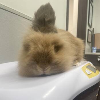 Lionhead Rabbits Available for Adoption in Tampa, Florida - Snicker-doodle | PetCurious