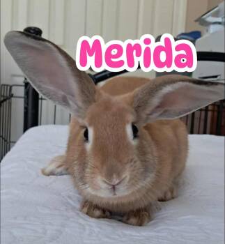 Rescue Mini Lop and Palomino Rabbits for Adoption in Huntsville, Alabama - Merida | PetCurious