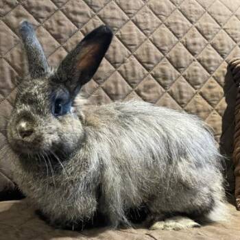 Sydney -  Dutch and Bunny Rabbit Rabbit for Adoption in Kalamazoo, Michigan - Sydney | PetCurious