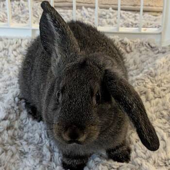 Flemish Giant Rabbits Available for Adoption in Madison, Wisconsin - Jill | PetCurious