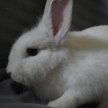 Pearl -  Lionhead Rabbit for Adoption in San Antonio, Texas - Pearl | PetCurious
