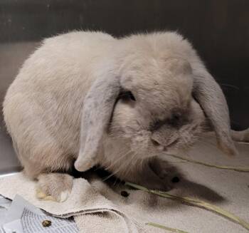 Brownie -  Holland Lop Rabbit for Adoption in Los Angeles, California - Brownie | PetCurious