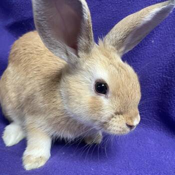 Rescue Dutch and Lionhead Rabbits for Adoption in Edinburg, Pennsylvania - Linus: Video!! | PetCurious