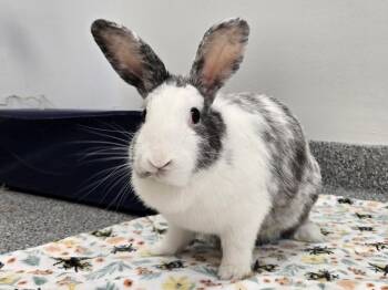 Harlequin Rabbits Available for Adoption - Spritz | PetCurious