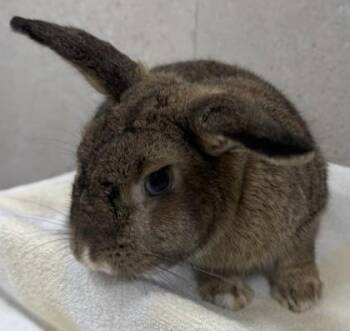 American Rabbits Available for Adoption in Honolulu, Hawaii - Coco | PetCurious