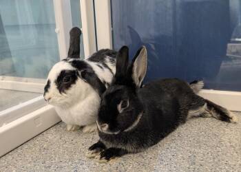 Lop Eared and Bunny Rabbit Rabbits Available for Adoption in Westford, Massachusetts - Tiana | PetCurious