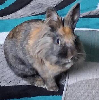 Rescue Lionhead Rabbits for Adoption in Pittsburgh, Pennsylvania - Drew Bunnymore | PetCurious