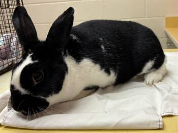 TIANA -  Rex Rabbit for Adoption in Colorado Springs, Colorado - TIANA | PetCurious