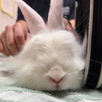 Snowball -  Lionhead and Bunny Rabbit Rabbit for Adoption in Murray, Utah - Snowball | PetCurious