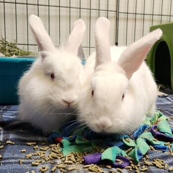 Mila -  Florida White Rabbit for Adoption in Murray, Utah - Mila | PetCurious