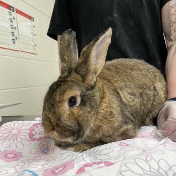 Bunny Rabbit Rabbits Available for Adoption - Walnut | PetCurious