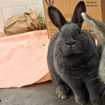 Clover and Sylvia -  American and Bunny Rabbit Rabbit for Adoption in Pittsburgh, Pennsylvania - Clover And Sylvia | PetCurious