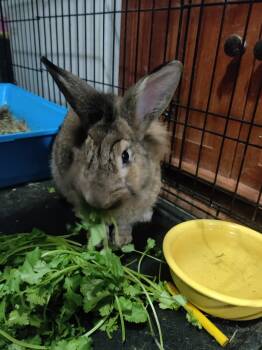 Rescue Lionhead Rabbits for Adoption in Kent, Washington - Mr. Wallace | PetCurious