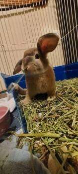 Waffles -  Lop Eared Rabbit for Adoption in Dallas, Pennsylvania - Waffles | PetCurious