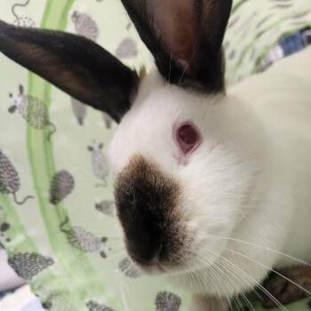 Marilyn Bunroe -  Californian Rabbit for Adoption in Hampton Bays, New York - Marilyn Bunroe | PetCurious