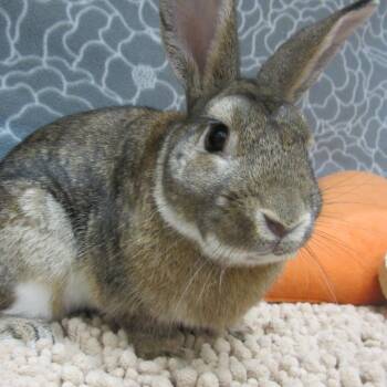 Rescue Bunny Rabbit Rabbits for Adoption in Wilmington, Delaware - Swayze | PetCurious