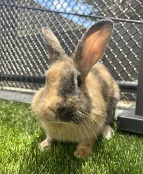 MS LION -  Bunny Rabbit Rabbit for Adoption in San Francisco, California - MS LION | PetCurious