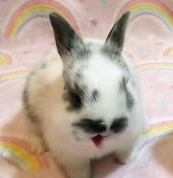Polish and Dutch Rabbits Available for Adoption - Pluto | PetCurious