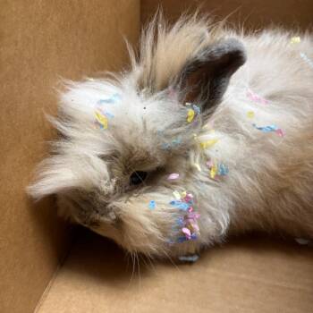 Cowboy Caviar -  Angora Rabbit Rabbit for Adoption in Richmond, California - Cowboy Caviar | PetCurious