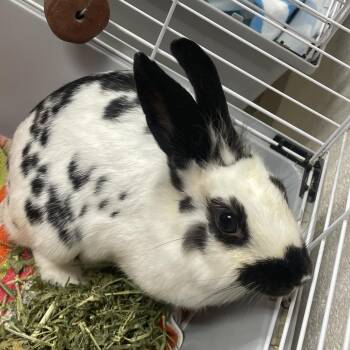 Bon Jovi -  American Rabbit for Adoption in Gloucester, Virginia - Bon Jovi | PetCurious