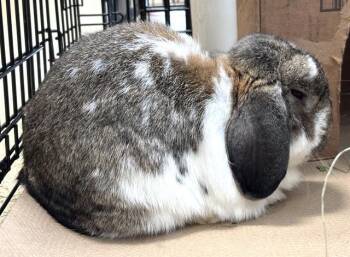 DIPPER -  Mini Lop Rabbit for Adoption in Dedham, Massachusetts - DIPPER | PetCurious