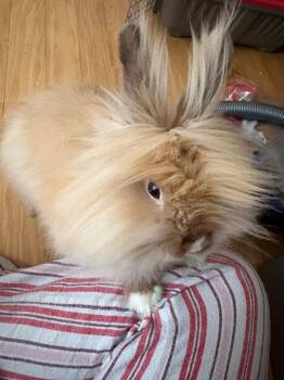 Angora Rabbit Rabbits Available for Adoption - Hazel | PetCurious
