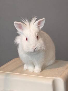 Lionhead and Bunny Rabbit Rabbits Available for Adoption in Marshfield, Wisconsin - Zeva | PetCurious