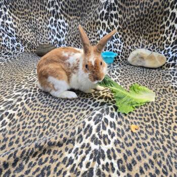 Rescue Bunny Rabbit Rabbits for Adoption - Flareon (YOUNG MALE) - NEEDS A FOSTER | PetCurious
