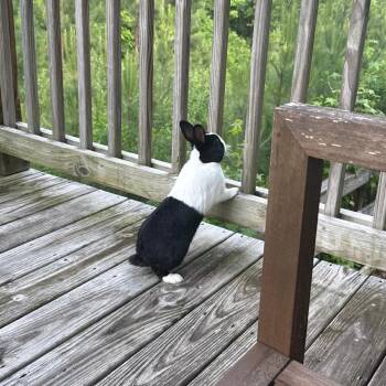 Dutch Rabbits Available for Adoption in Columbus, Georgia - Oreo | PetCurious