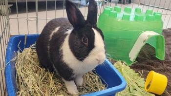 Bunny Rabbit Rabbits Available for Adoption in Tustin, California - BUNZ | PetCurious