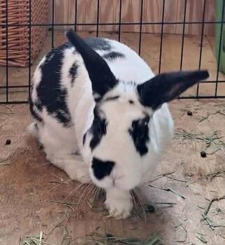 Basil -  Bunny Rabbit Rabbit for Adoption in Dallas, Pennsylvania - Basil | PetCurious