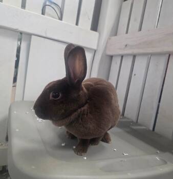 Van Morrisbun -  Rex Rabbit for Adoption in Crystal Lake, Illinois - Van Morrisbun | PetCurious