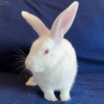 Rescue Florida White Rabbits for Adoption in Columbia, Maryland - Jellybean | PetCurious