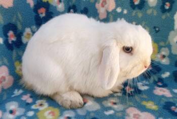 Malachite -  Mini Lop Rabbit for Adoption in Goleta, California - Malachite | PetCurious