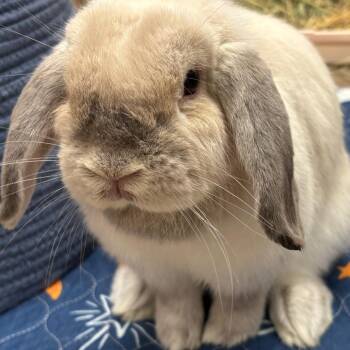 Holland Lop Rabbits Available for Adoption - Luna | PetCurious