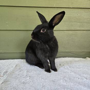 Odie (South Surrey) -  Bunny Rabbit Rabbit for Adoption in Vancouver, British Columbia - Odie (South Surrey) | PetCurious