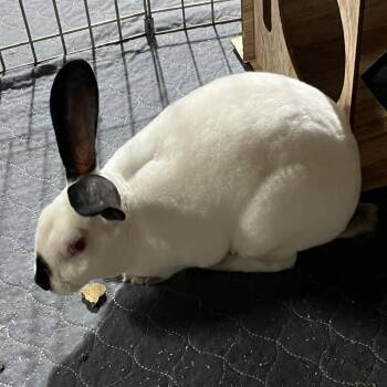 Jellybean -  American Rabbit for Adoption in Spokane, Washington - Jellybean | PetCurious
