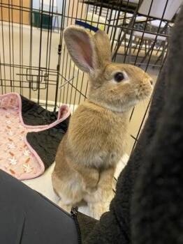 American Rabbits Available for Adoption in Quakertown, Pennsylvania - Bunbun | PetCurious