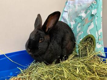 Slinky -  Bunny Rabbit Rabbit for Adoption in Delson, Quebec - Slinky | PetCurious