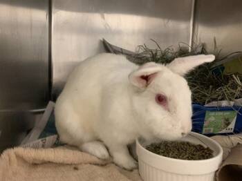 Rescue Bunny Rabbit Rabbits for Adoption in Santa Cruz, California - Ruthy | PetCurious