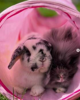Holland Lop Rabbits Available for Adoption - Franklin & Pablo | PetCurious