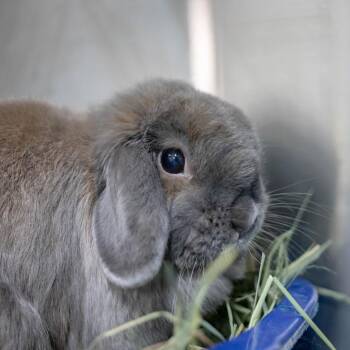 Indigo Girl -  Holland Lop Rabbit for Adoption in San Diego, California - Indigo Girl | PetCurious