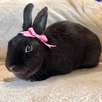 Rescue Beveren Rabbits for Adoption in Columbia, Maryland - Florence | PetCurious