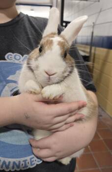 Sunshine -  Dutch Rabbit for Adoption in Melbourne, Florida - Sunshine | PetCurious