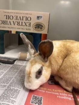 Hopperoni -  Bunny Rabbit Rabbit for Adoption in Fairfax, Virginia - Hopperoni | PetCurious