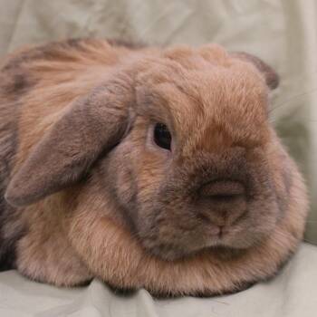 Leo -  Mini Lop Rabbit for Adoption in Champaign, Illinois - Leo | PetCurious